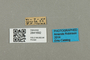 2841692 Bombus cullumanobombus griseocollis f labels IN