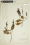 Vochysia ferruginea Mart., COLOMBIA, F