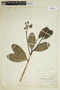 Vochysia lehmannii Hieron., COLOMBIA, F