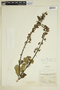 Vochysia lehmannii Hieron., COLOMBIA, F