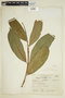 Vochysia macrophylla Stafleu, ECUADOR, F