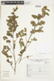 Waltheria indica L., PERU, F
