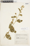 Waltheria indica L., COLOMBIA, F