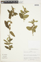 Waltheria indica L., COLOMBIA, F