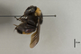 2841696 Bombus fervidobombus pennsylvanicus f p IN