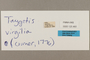 125460 Taygetis virgilia labels IN