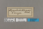 125399 Heteropsis eliasis labels IN
