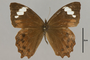 125403 Pedaliodes napaea d IN