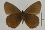 125405 Pedaliodes manis v IN