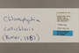 125474 Chloreuptychia callichloris labels IN