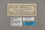 125415 Pierella helvina labels IN