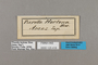 125418 Pierella hortona labels IN