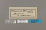 125421 Cithaerias pireta pireta labels IN