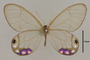125423 Cithaerias andromeda esmeralda d IN