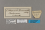125423 Cithaerias andromeda esmeralda labels IN