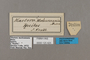 125425 Haetera macleannania labels IN