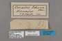 125432 Corades iduna labels IN