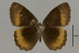 125433 Pedaliodes sp d IN