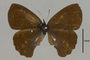 125435 Pedaliodes sp d IN
