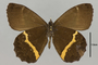 125441 Pedaliodes pactyes v IN