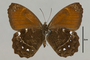 125442 Pedaliodes perisades v IN