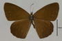 125445 Lymanopoda albomaculata d IN