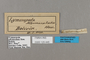 125445 Lymanopoda albomaculata labels IN