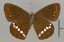 125445 Lymanopoda albomaculata v IN