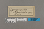 125446 Lymanopoda albocincta labels IN