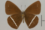 125446 Lymanopoda albocincta v IN