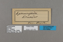 125452 Lymanopoda sp labels IN