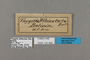 125464 Parataygetis albinotata labels IN
