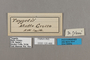 125466 Taygetis sp labels IN