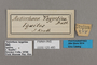 125480 Antirrhea taygetina labels IN
