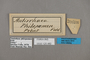 125482 Antirrhea philoctetes philaretes labels IN