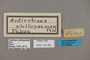 125483 Antirrhea philoctetes philaretes labels IN