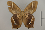 125483 Antirrhea philoctetes philaretes v IN