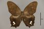 125484 Antirrhea philoctetes lindigii d IN