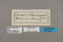 125485 Caerois chorinaeus labels IN