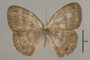 125495 Magneuptychia tricolor fulgora d IN