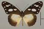 125501 Amauris damocles d IN