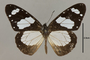 125513 Amauris ochlea d IN