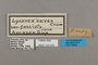 125533 Lycorea halia fasciata labels IN