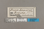 125540 Lycorea ilione lamirus labels IN