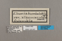 125547 Elzunia humboldt albomaculata labels IN