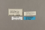 125554 Mechanitis mazaeus messenoides labels IN