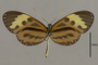 125554 Mechanitis mazaeus messenoides v IN
