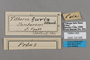 125558 Tithorea harmonia furia labels IN