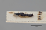 3047744 Stenus densepunctatus ST p IN