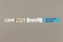 125568 Aeria eurimedia labels IN
